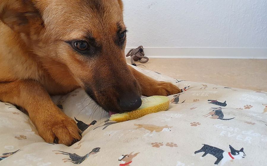 Dog resting by its meal (representative photo)