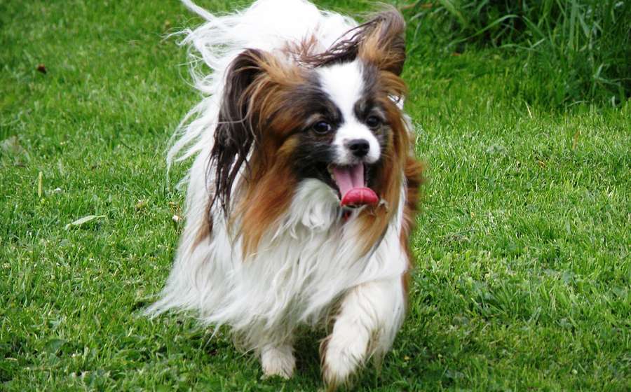Happy long-haired dog on green grass