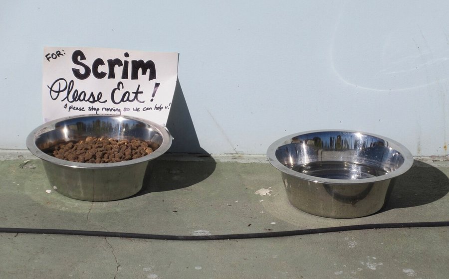 Stainless steel dog food and water bowls (representative photo)